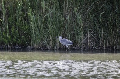 Le héron chasseur-3767-©XS.jpg