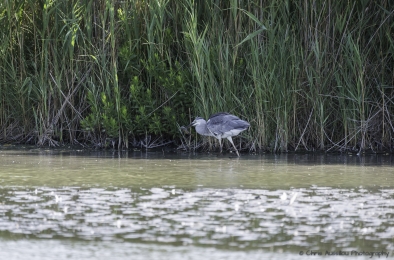 Le héron chasseur-3768-©XS.jpg