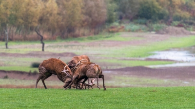Combat de cerfs - 2490 - ©S.jpg