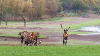 Combat de cerfs - 2492 - ©S.jpg