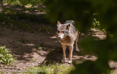 Loup_3_M©.jpg