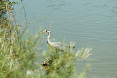 Héron glouton - 4727 - 1 - ©S.jpg