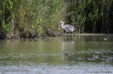 Le héron chasseur-3832-©XS.jpg