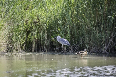 Le héron chasseur-3774-©XS.jpg