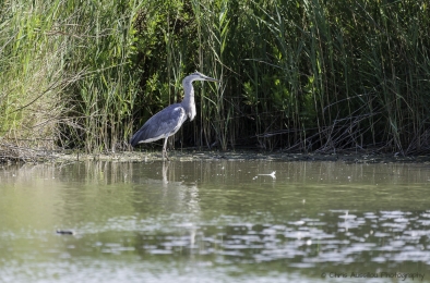 Le héron chasseur-3828-©XS.jpg