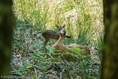 Biche et son faon - 3116 - 1 - ©S.jpg