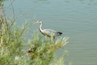 Héron glouton - 4726 - 1 - ©S.jpg