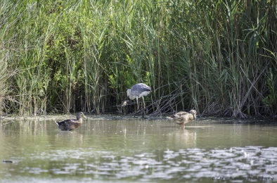 Le héron chasseur-3772-©XS.jpg