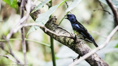 3497-©XS-Oiseaux-04-2016-2.jpg