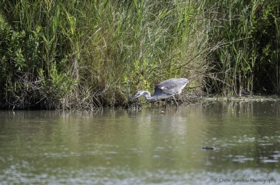 Le héron chasseur-3834-©XS.jpg