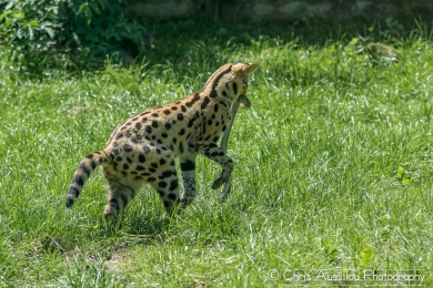 AA7 Le serval et le serpent  5 S-2.jpg
