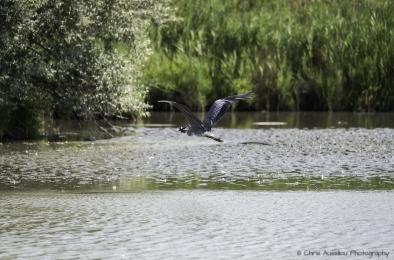 Le héron chasseur-3759-©XS.jpg