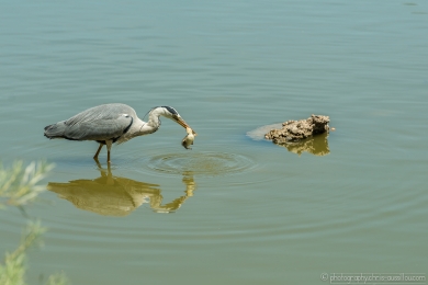 Héron glouton - 4744- 1 - ©S.jpg