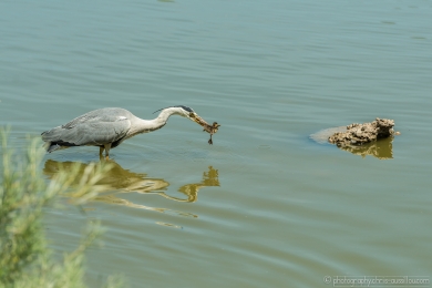 Héron glouton - 4730 - 1 - ©S.jpg