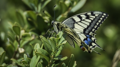 Papillon-3846-©XS.jpg
