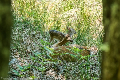 Biche et son faon - 3101 - 1 - ©S.jpg