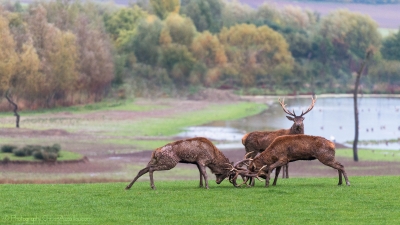Combat de cerfs - 2487 - ©S.jpg