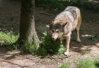 Loup_1_M©.jpg