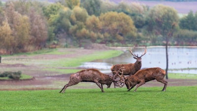 Combat de cerfs - 2486 - ©S.jpg