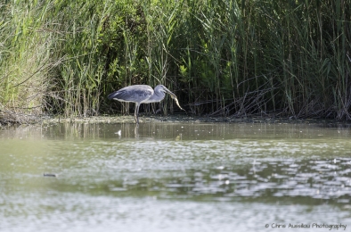 Le héron chasseur-3804-©XS.jpg