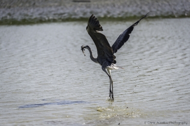 Le héron chasseur-3751-©XS.jpg