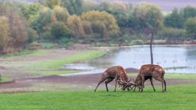 Combat de cerfs - 2474 - ©S.jpg