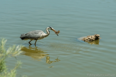 Héron glouton - 4733 - 1 - ©S.jpg