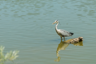 Héron glouton - 4721 - 1 - ©S.jpg