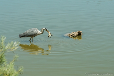 Héron glouton - 4740- 1 - ©S.jpg