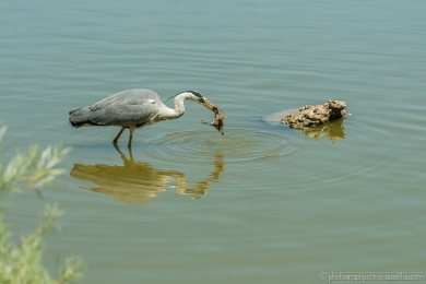 Héron glouton - 4736 - 1 - ©S.jpg