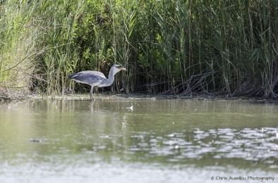 Le héron chasseur-3820-©XS.jpg