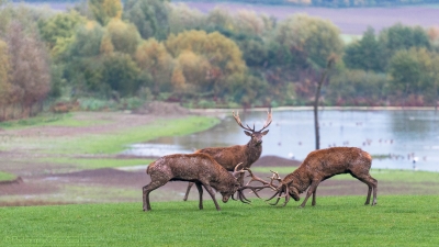 Combat de cerfs - 2481 - ©S.jpg