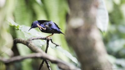 3465-©XS-Oiseaux-04-2016-2.jpg