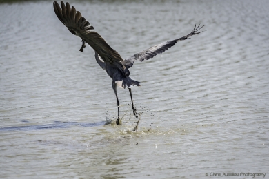 Le héron chasseur-3750-©XS.jpg