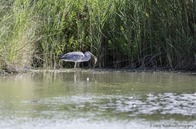 Le héron chasseur-3819-©XS.jpg
