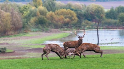 Combat de cerfs - 2482 - ©S.jpg