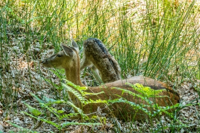 Biche et son faon - 3094 - 1 - ©S.jpg