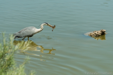 Héron glouton - 4729 - 1 - ©S.jpg