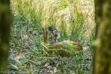 Biche et son faon - 3097 - 1 - ©S.jpg