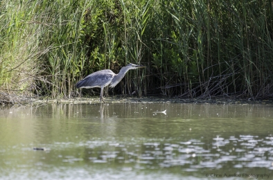 Le héron chasseur-3827-©XS.jpg