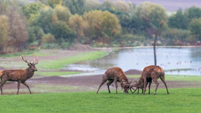 Combat de cerfs - 2475 - ©S.jpg