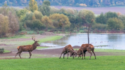 Combat de cerfs - 2477 - ©S.jpg