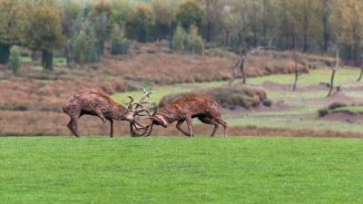 Combat de cerfs - 2504-4 -©S.jpg