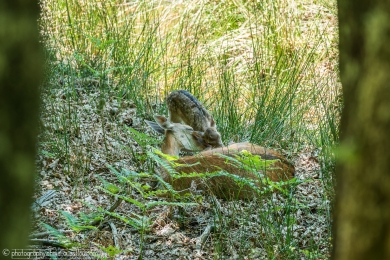 Biche et son faon - 3104 - 1 - ©S.jpg