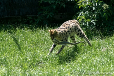 AA10 Le serval et le serpent 9 S.jpg