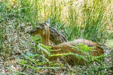Biche et son faon - 3085 - 1 - ©S.jpg