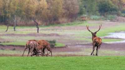 Combat de cerfs - 2491 - ©S.jpg