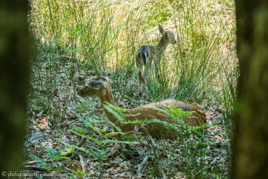 Biche et son faon - 3118 - 1 - ©S.jpg