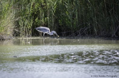 Le héron chasseur-3800-©XS.jpg