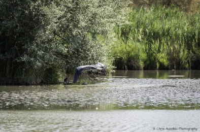 Le héron chasseur-3760-©XS.jpg